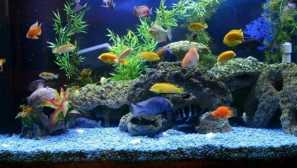 Все про деревину в акваріумі